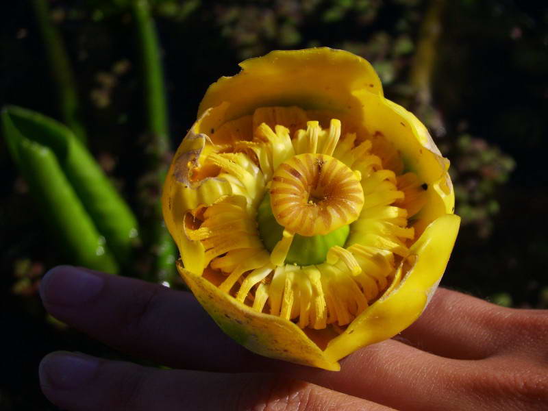 Yellow water lily, Nuphar lutea