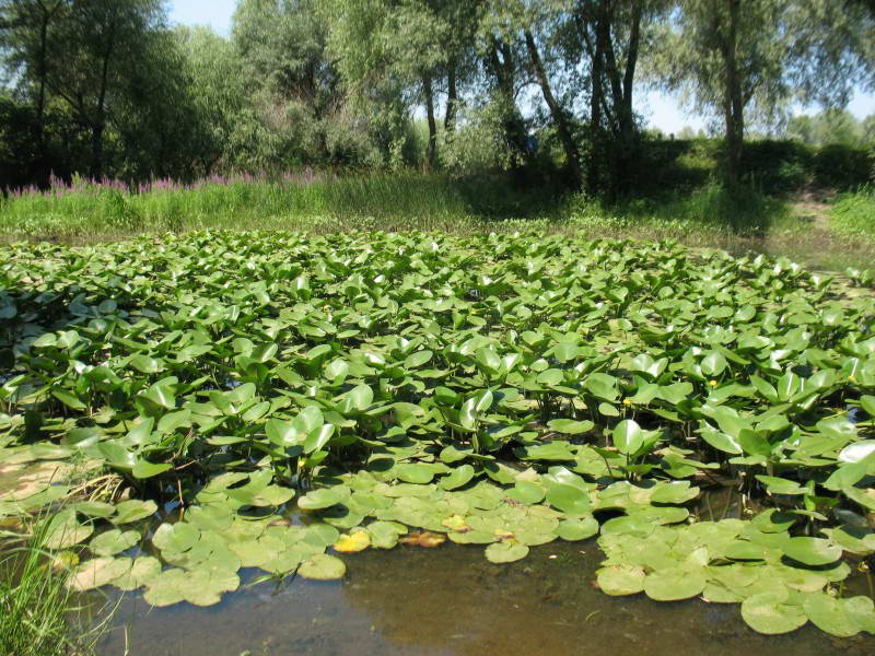 Nuphar lutea