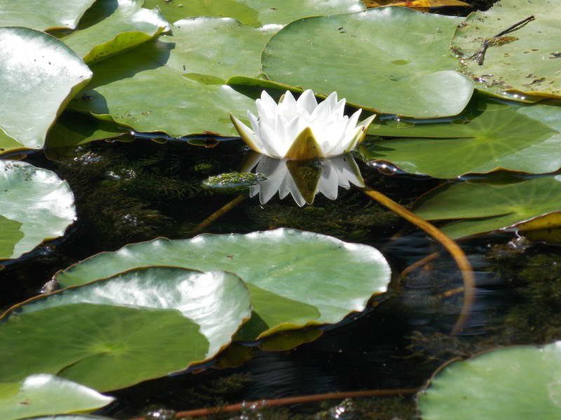 Nymphaea canida