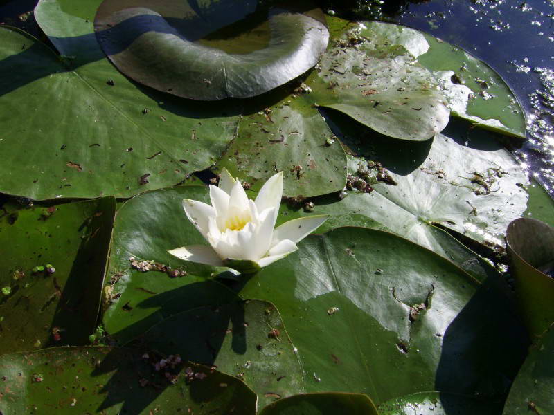 Nymphaea canida