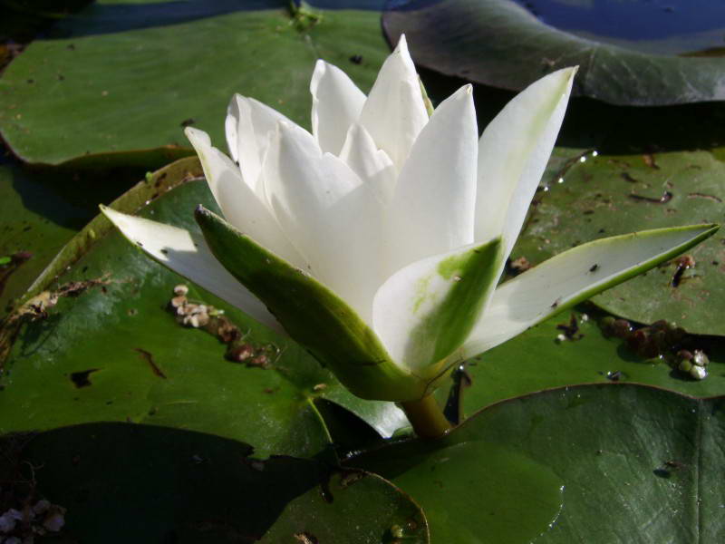 Nymphaea canida