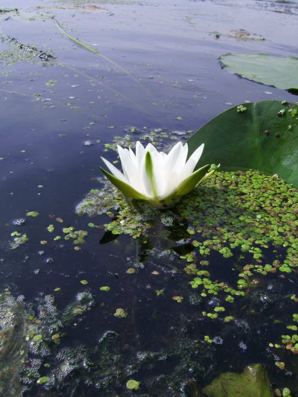 Nymphaea