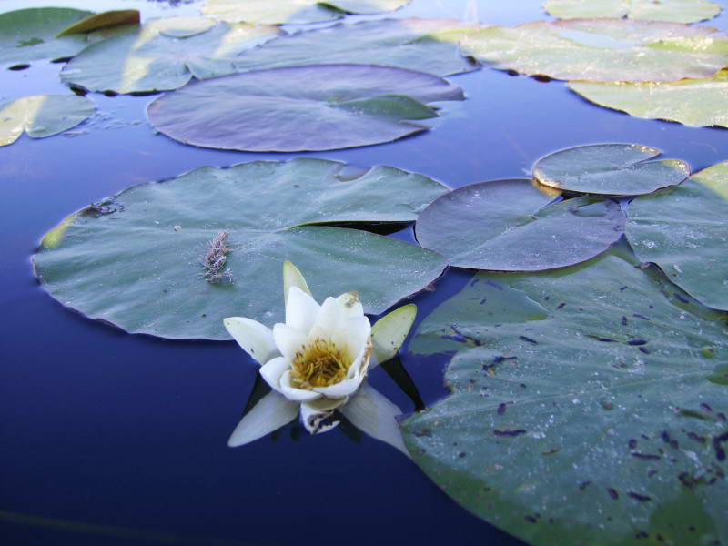 Nymphaea