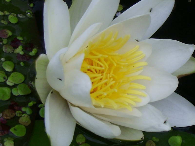 Nymphaea