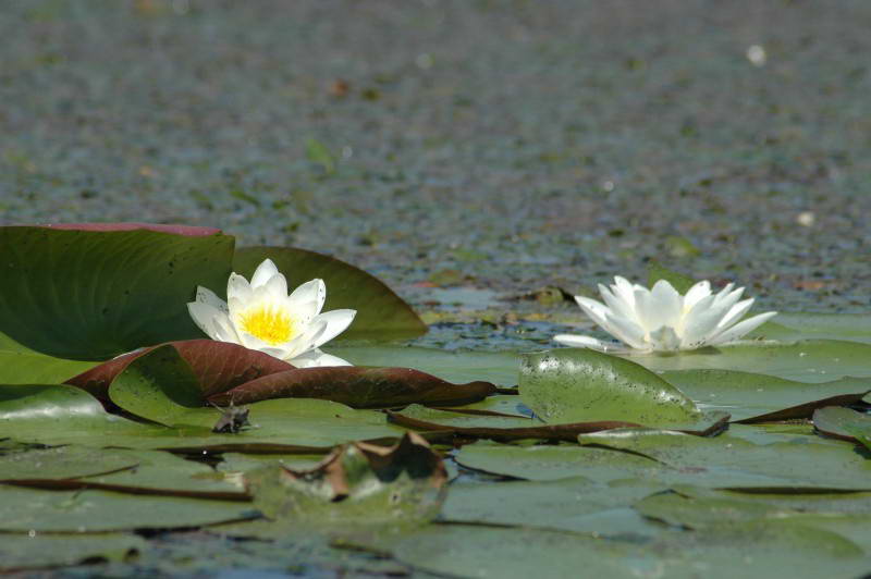 Nymphaea