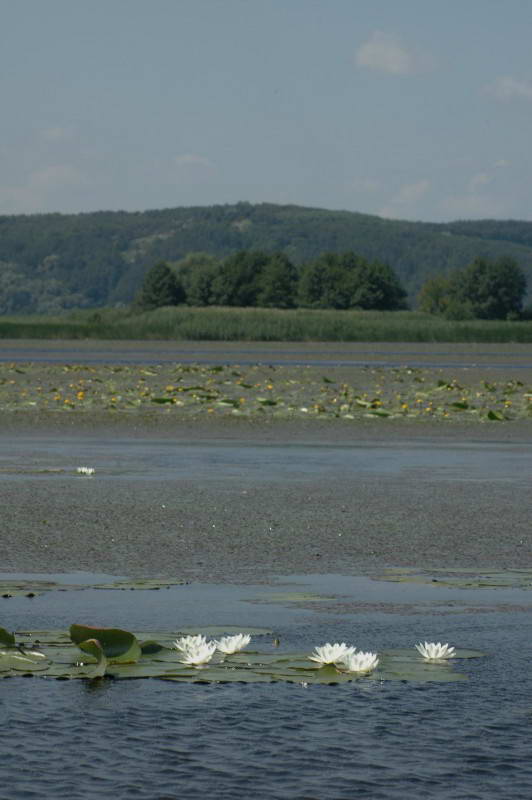 Nymphaea