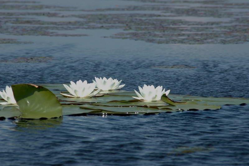 Nymphaea