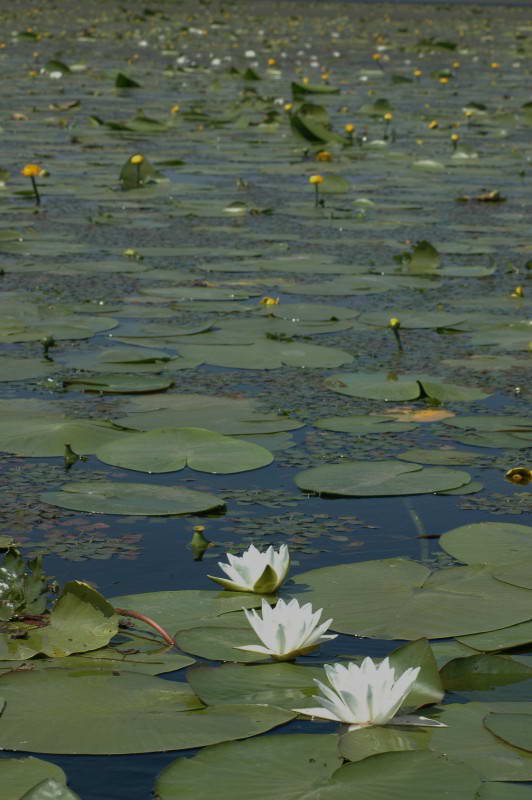 Nymphaea