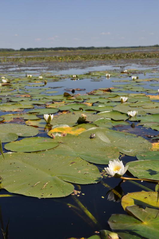 Nymphaea