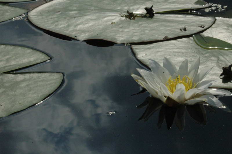 Nymphaea