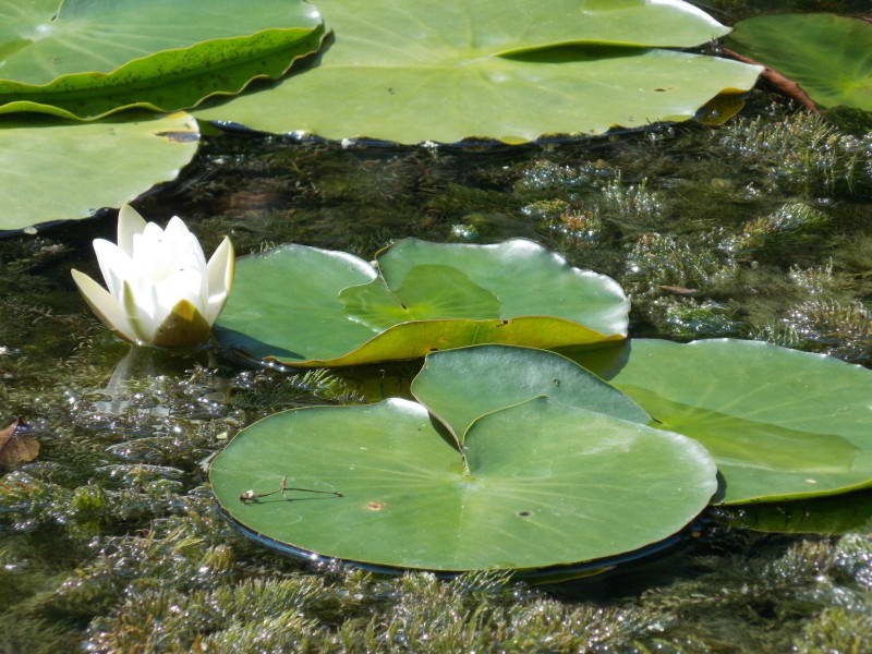 Snow-white Water Lily, Nymphaea