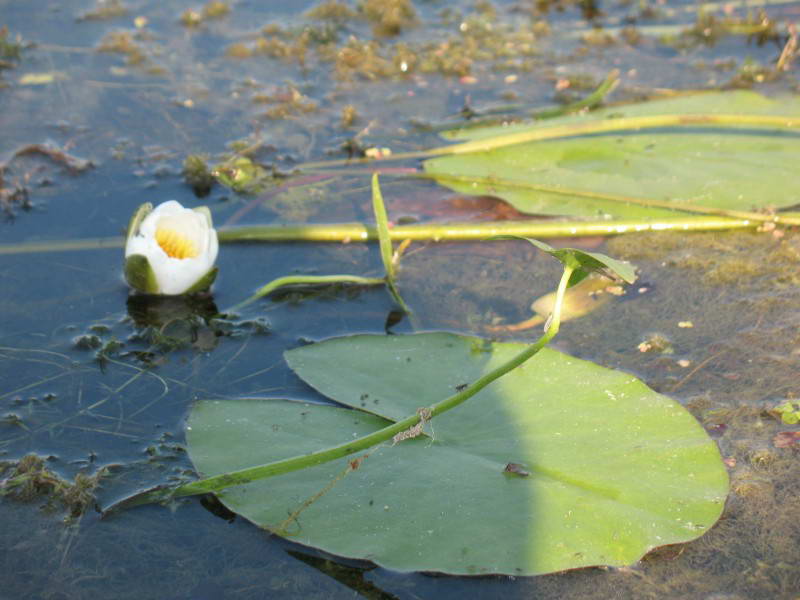 Nymphaea