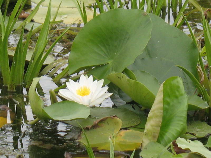 Nymphaea