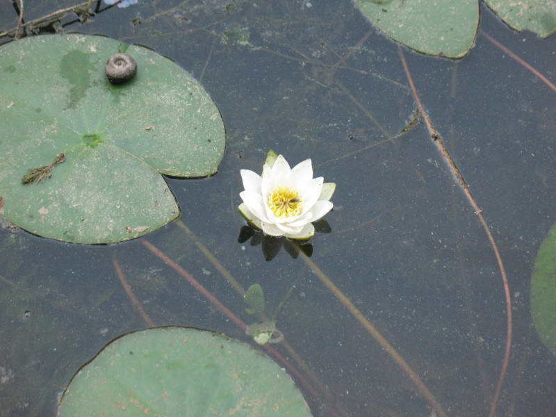 Nymphaea