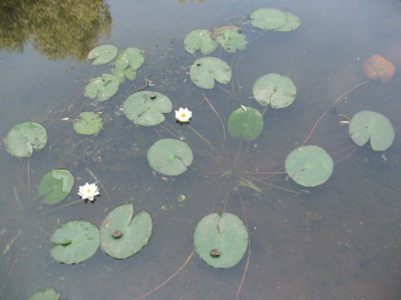 Nymphaea