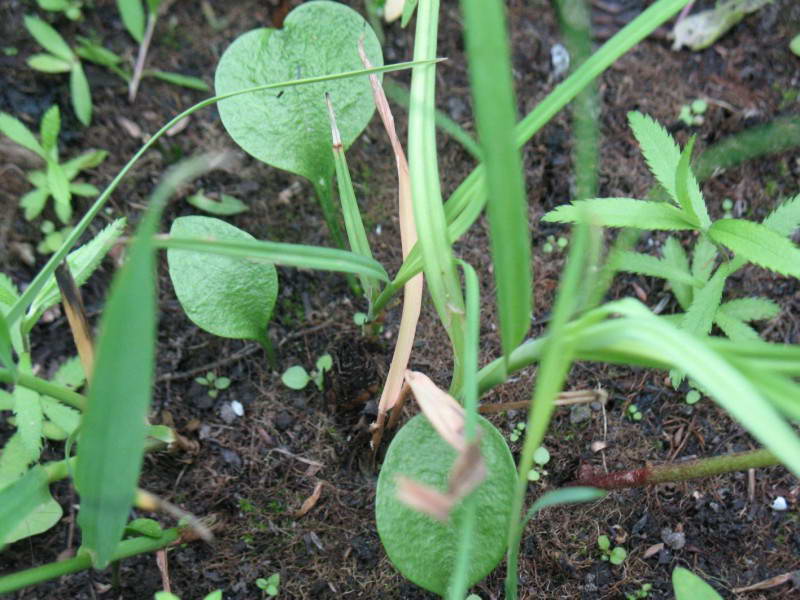 Ophioglossum vulgatum