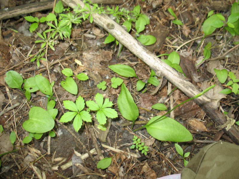 Ophioglossum vulgatum