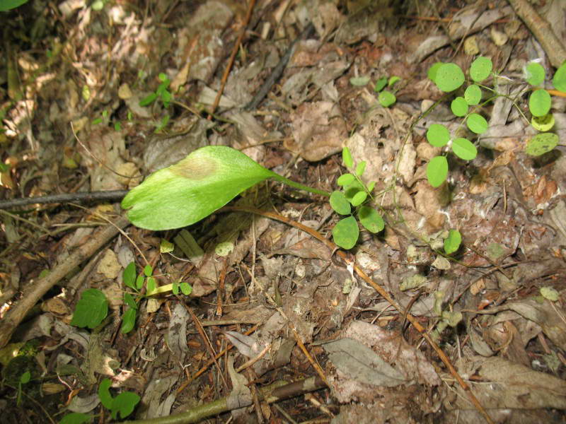 Ophioglossum vulgatum