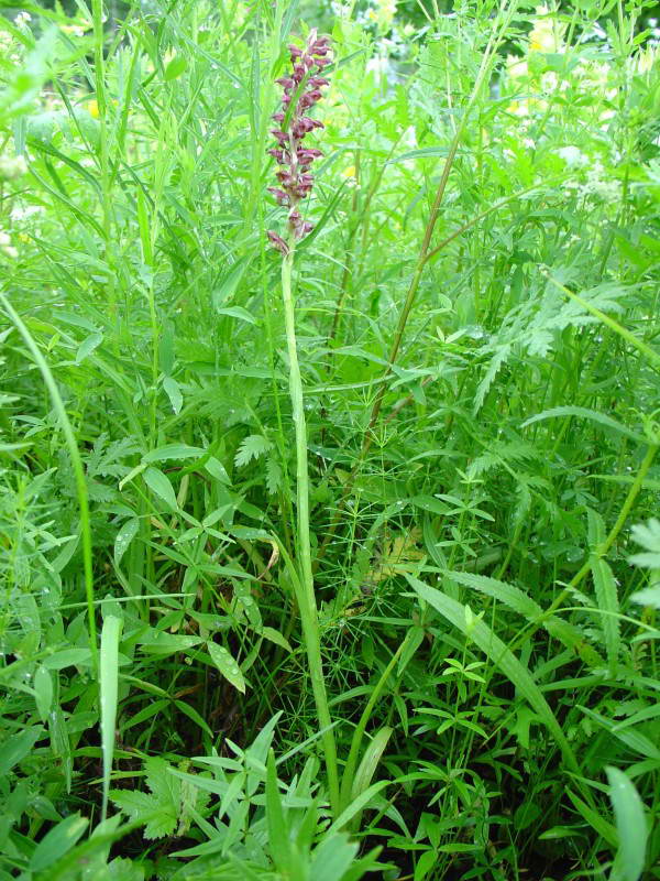 Ятрышник блощичний