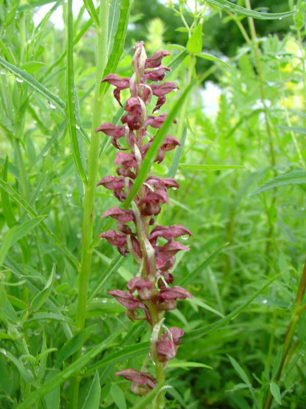 Ятрышник блощичний