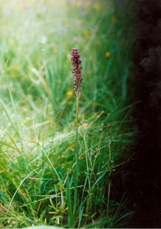 Зозулинець блощичний