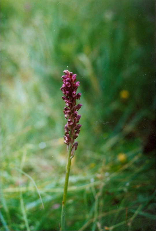 Ятрышник блощичный