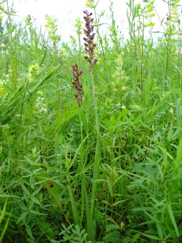 Ятрышник блощичный