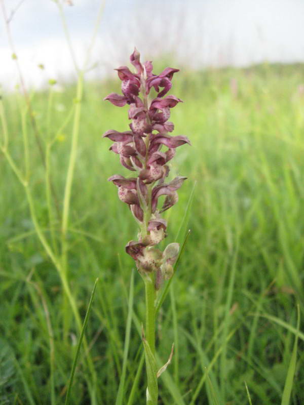 Ятрышник блощичный