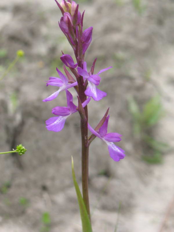 Anacamptis laxiflora