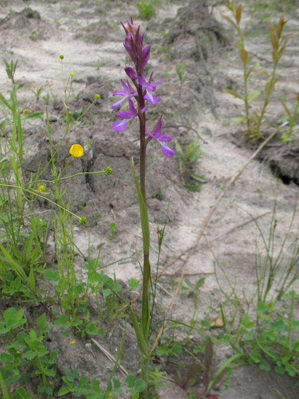 Anacamptis laxiflora