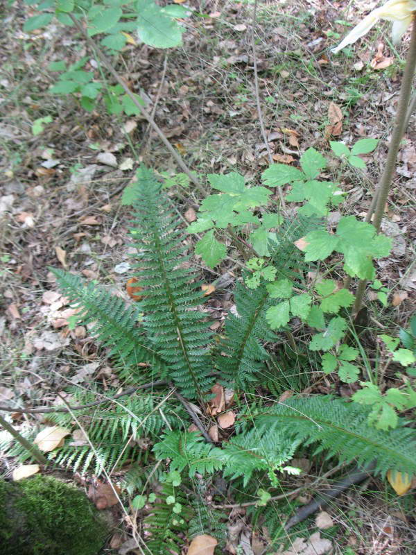 Polystichum aculeatum