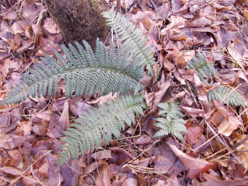 Polystichum aculeatum