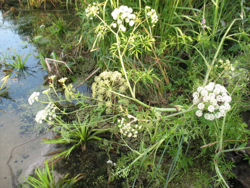 Cicuta virosa