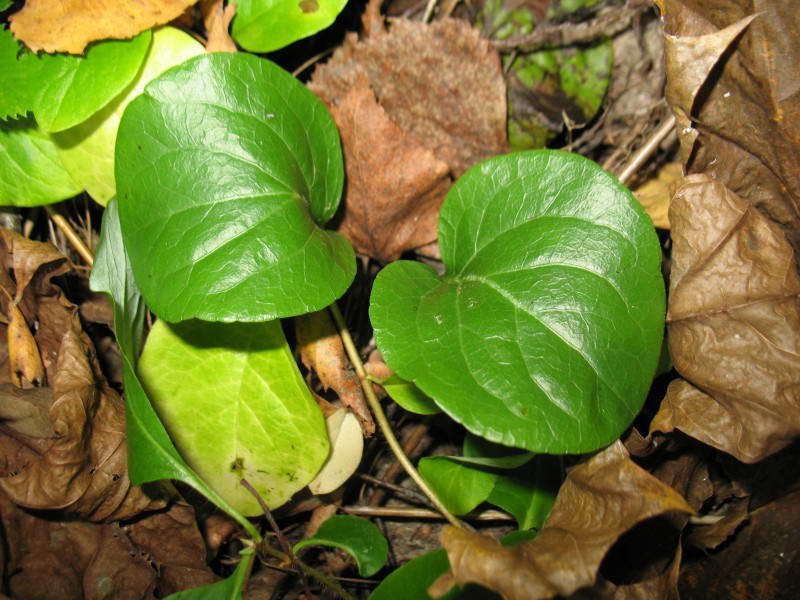 Pyrola rotundifolia