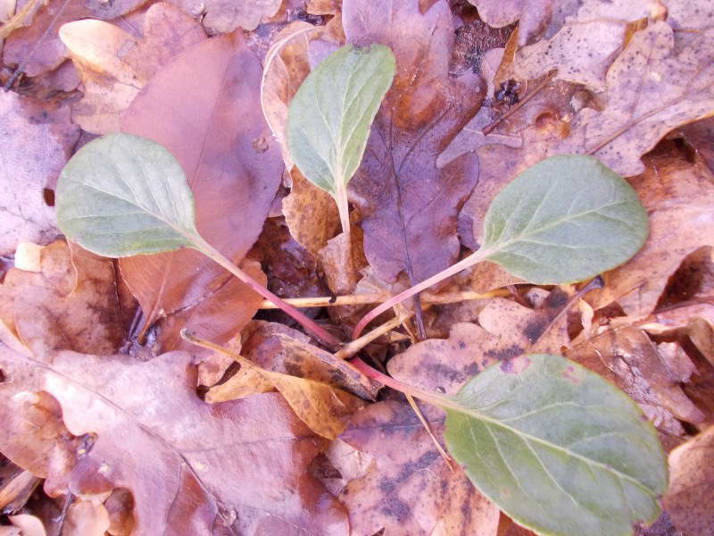 Pyrola rotundifolia