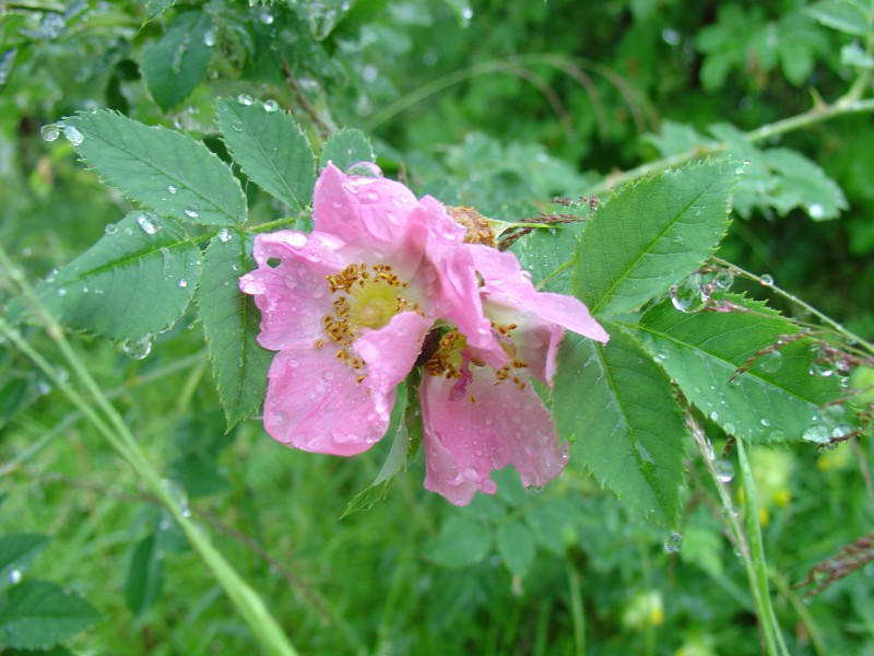 Rosa pomifera