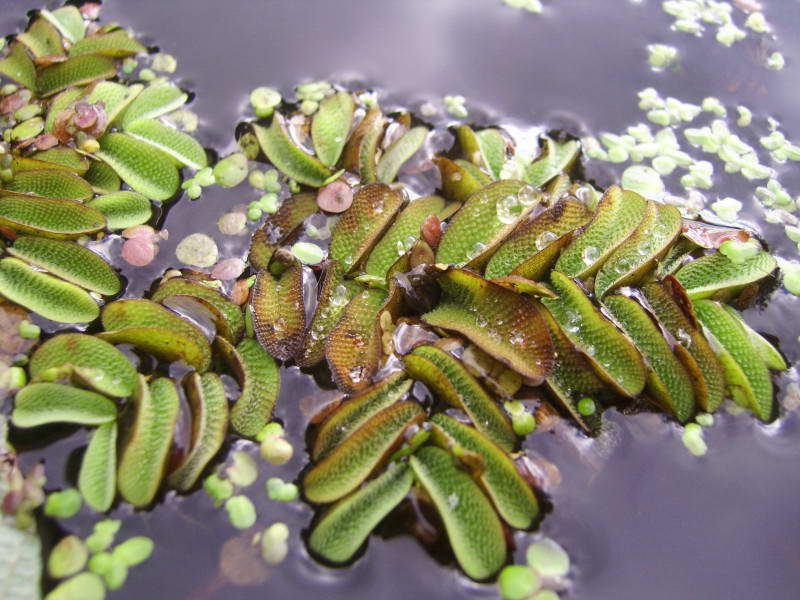 Salvinia natans