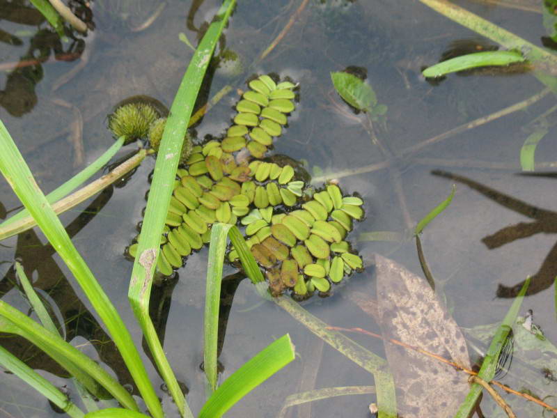 Salvinia natans