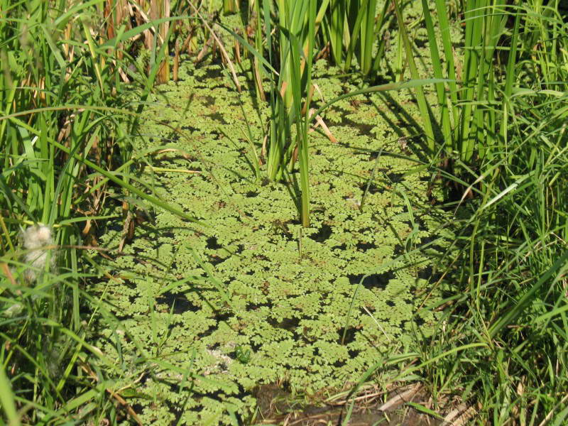 Salvinia natans