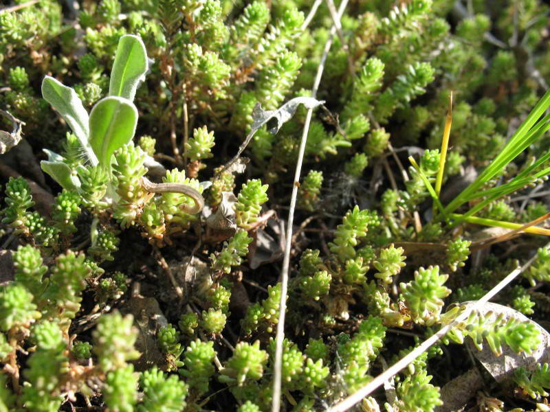 Sedum sexangulare