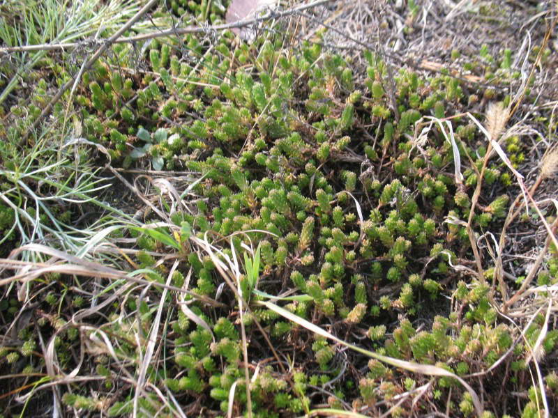 Sedum sexangulare