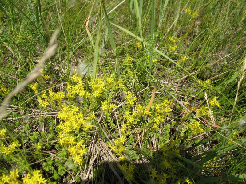 Sedum sexangulare