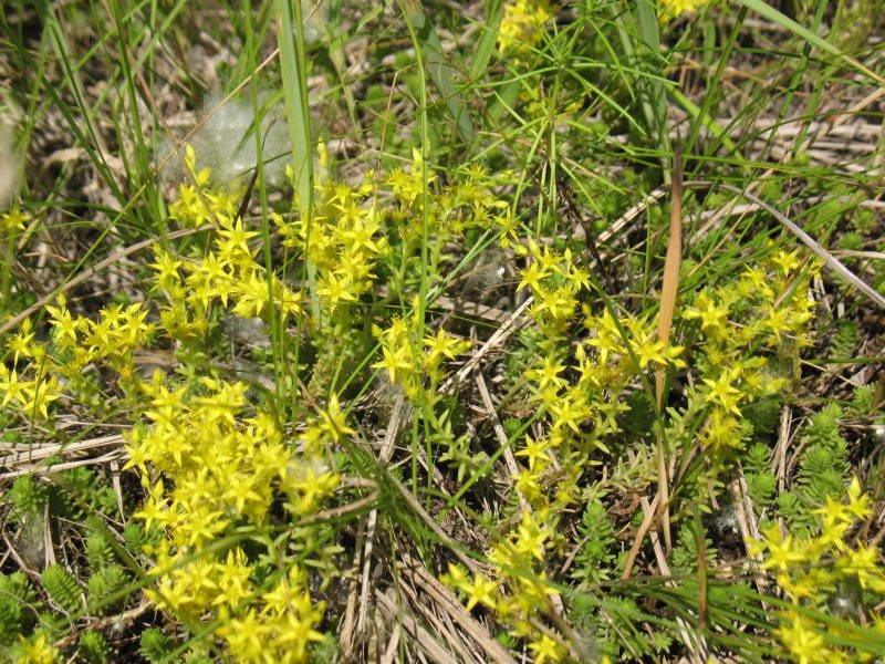 Sedum sexangulare