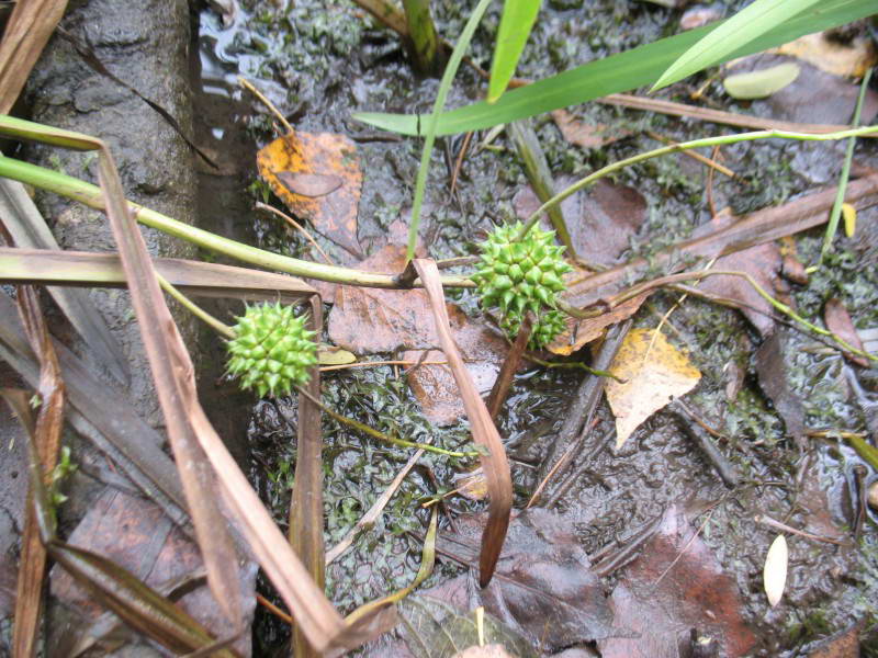 Sparganium erectum