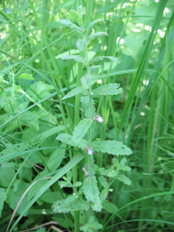 Teucrium scordium