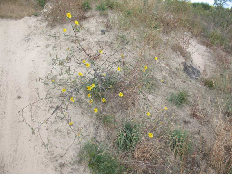 Tragopogon ucrainicus