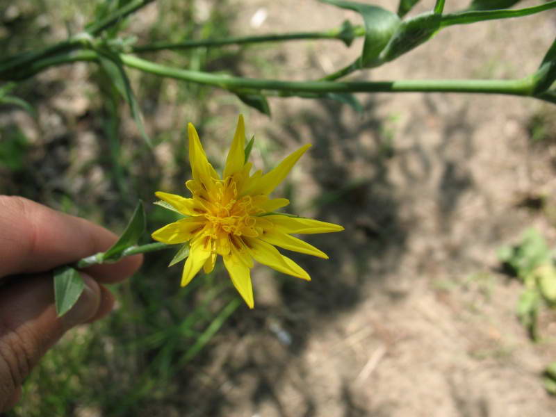 Tragopogon ucrainicus