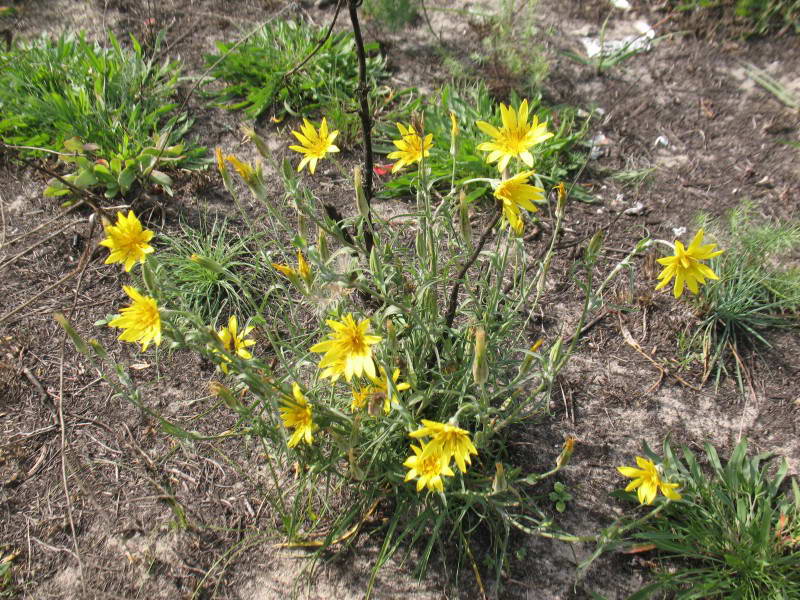 Tragopogon ucrainicus