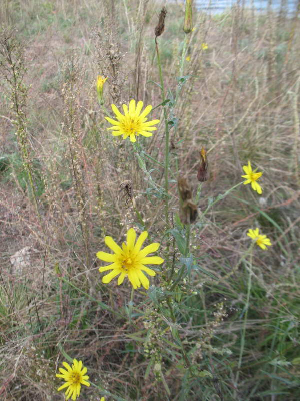 Tragopogon ukrainicus