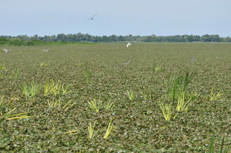 Водяний горіх плаваючий